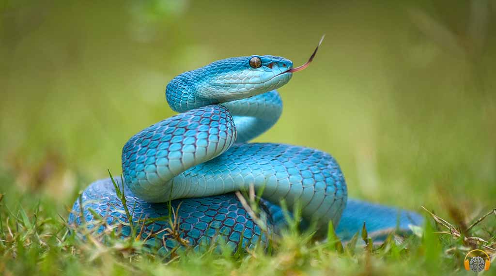 Best Positive Affirmations to stop Ophidiophobia Fear of snakes